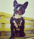 Load image into Gallery viewer, 'Frenchie'' studded leather harness Small to Medium Size
