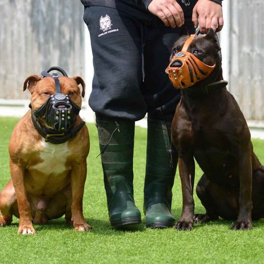 Maximus'' Silver Basket Muzzle by Bestia Dog Gear