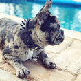 Load image into Gallery viewer, BLACK "Frenchie" collar
