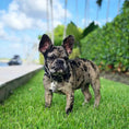Load image into Gallery viewer, BLACK "Frenchie" collar
