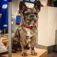 Load image into Gallery viewer, Red "Frenchie" collar
