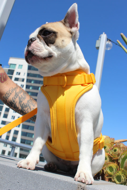Luxe Harness - Soleil - Southlake Paws