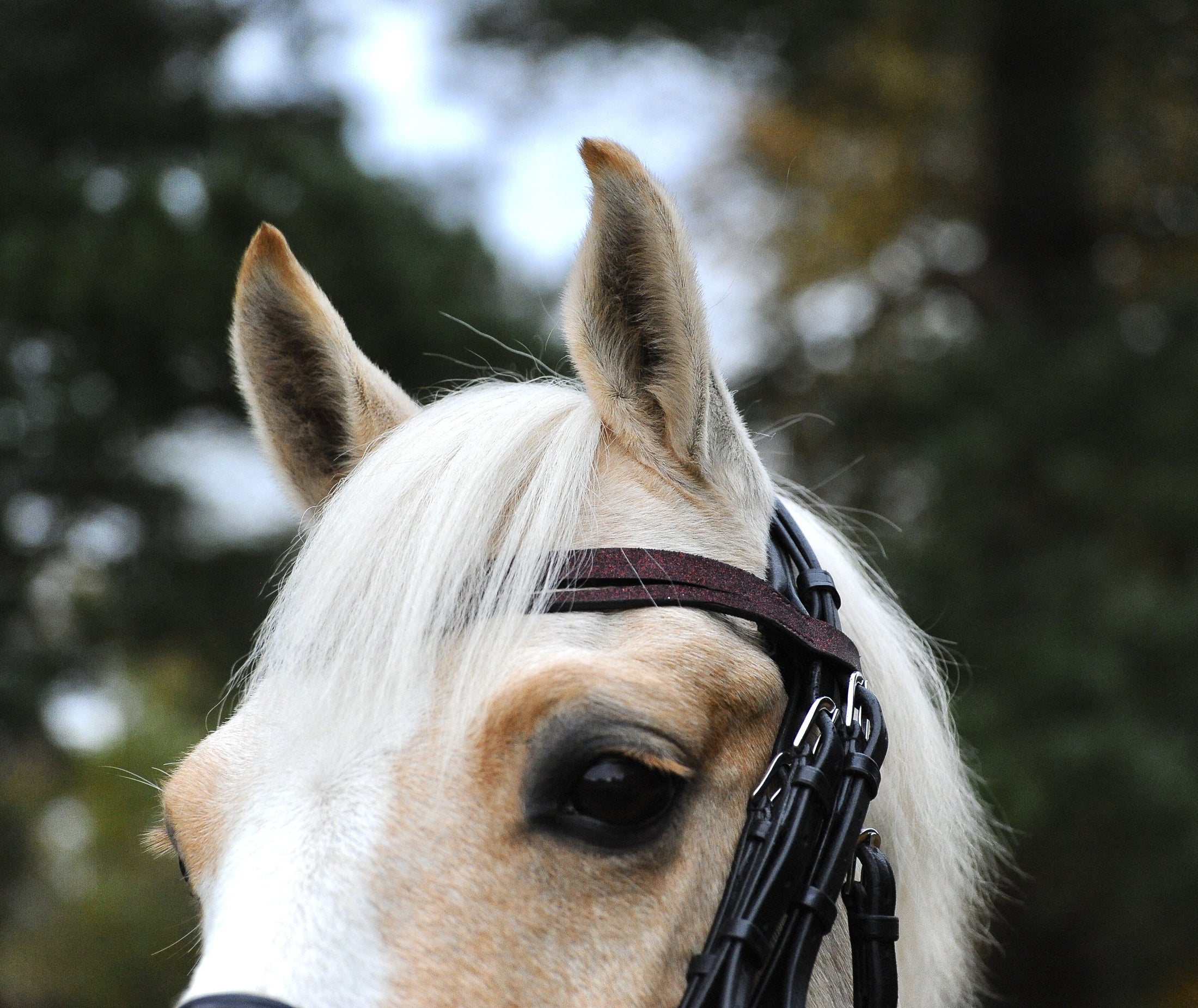 Burgundy browband on a horse's bridle, featuring a close-up of the horse's head with soft white mane and alert ears.