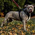 Load image into Gallery viewer, The ''Style'' harness Black
