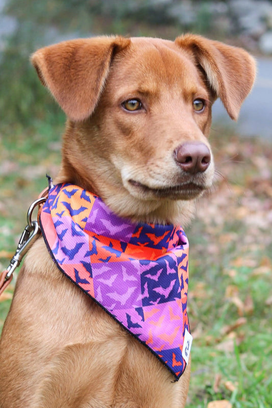 Spooky Bat Squares Dog Bandana - Southlake Paws