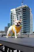 Load image into Gallery viewer, Luxe Harness - Soleil - Southlake Paws

