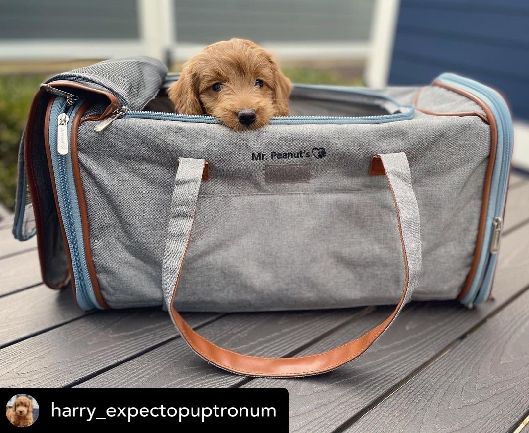 Mr. Peanut's Gold Series Big Apple XL Size Airline Compliant Expandable Pet Carrier - Southlake Paws