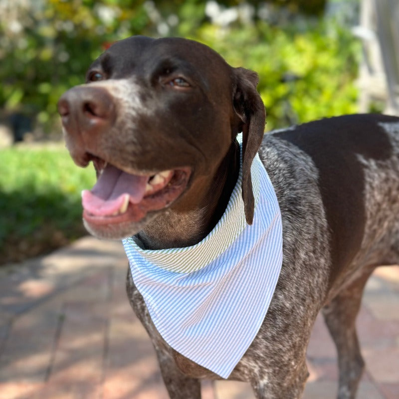 Blue Seersucker Bandana Dog Collar