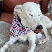 Plaid and Stars Bandana Dog Collar