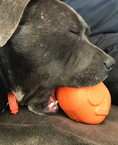 Load image into Gallery viewer, Roasted Turkey Dog Chew Toy & Treat Dispenser - USA Made | SodaPup
