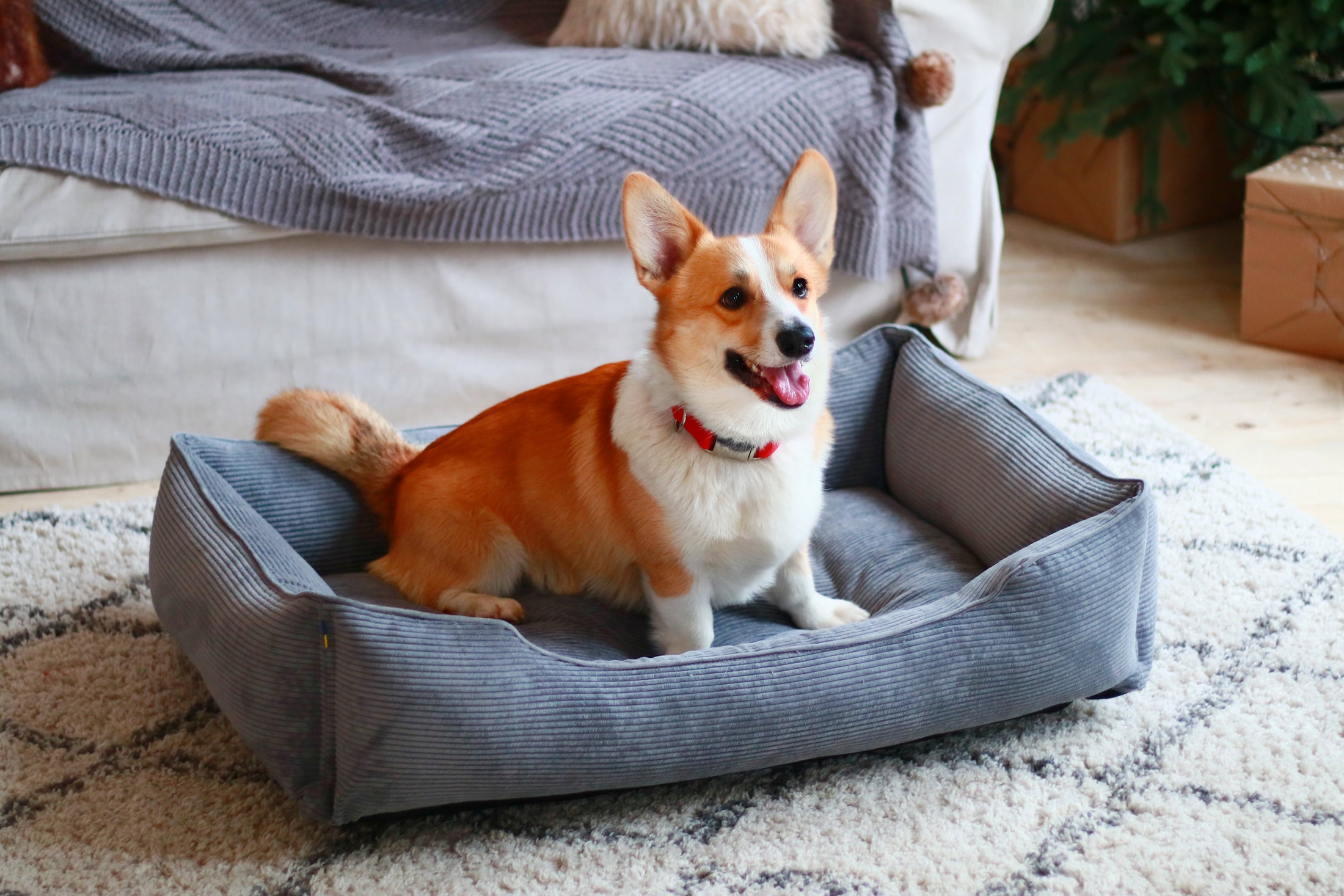 Corduroy Dog Bed Dreamer - Southlake Paws