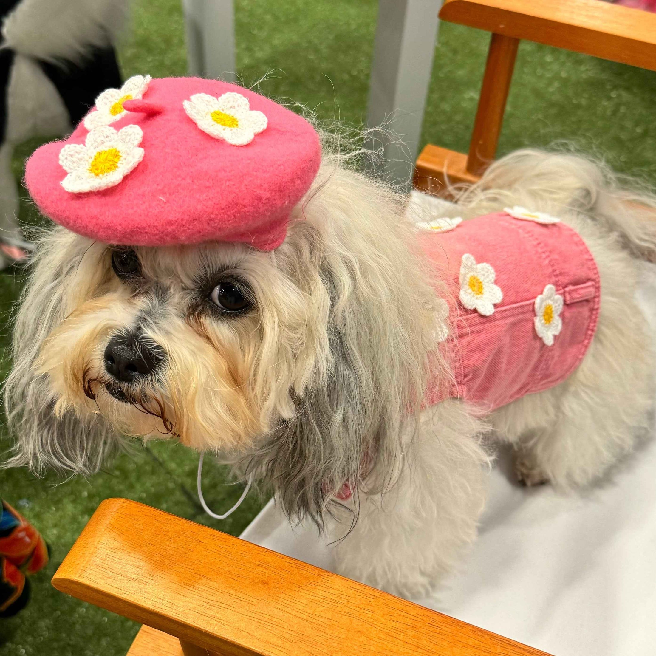 Daisy Jane Beret