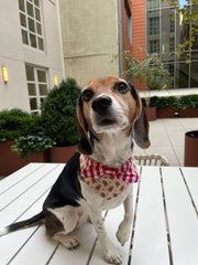 Christmas Morning Gingerbread Man Gingham Print Handmade Bandana 