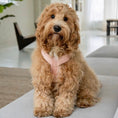 Load image into Gallery viewer, Powder Rose - Comfort Dog Harness
