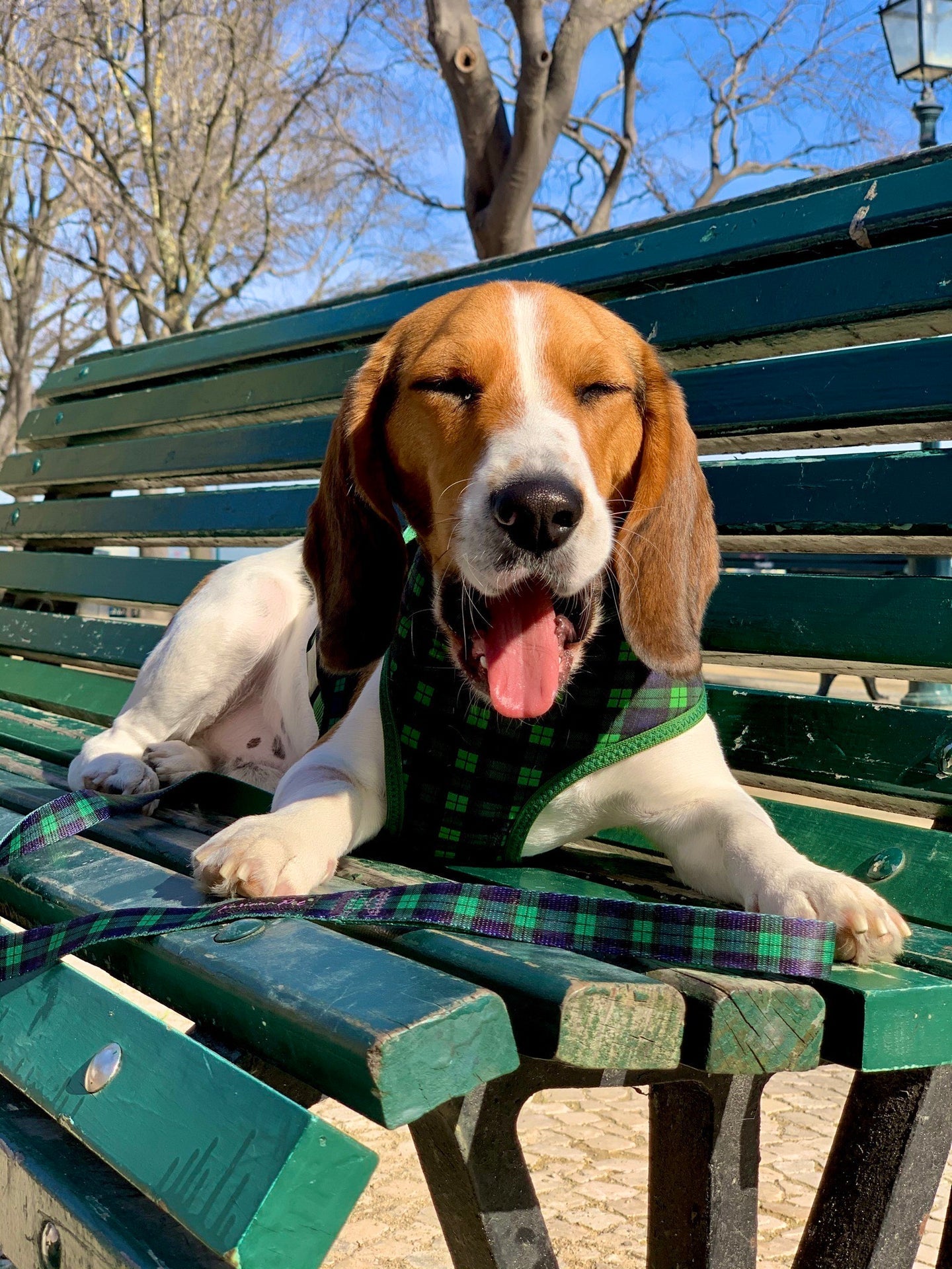 Parisian Pet 'Freedom Harness Scottish' for Dogs & Cats – Comfortable Adjustable Plaid Dog Harness, Durable Design, Green & Blue