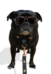 3-in-1 City Dog Leash - Rockstar