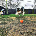 Load image into Gallery viewer, Crazy Bounce Ultra Durable Rubber Chew & Retrieving Toy
