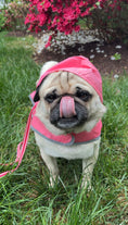 Load image into Gallery viewer, IZOD Pet - Packable Raincoat
