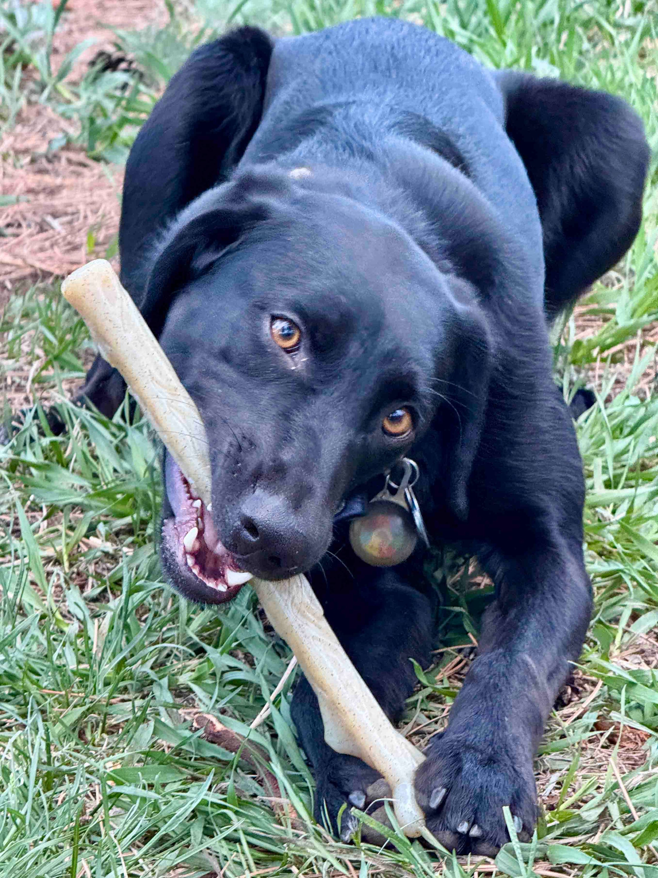 Durable Nylon Chew Stick for Power Chewers | Indestructible Dog Toy USA