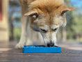 Load image into Gallery viewer, Waiting Dogs eTray - Shallow Slow Feeder Bowl for Enrichment | USA Made
