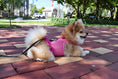 Load image into Gallery viewer, Parisian Pet 'Polka Dot Harness' Dress for Dogs & Cats – Fashionable Pet Dress with Adjustable Harness, Comfortable Fit, Pink
