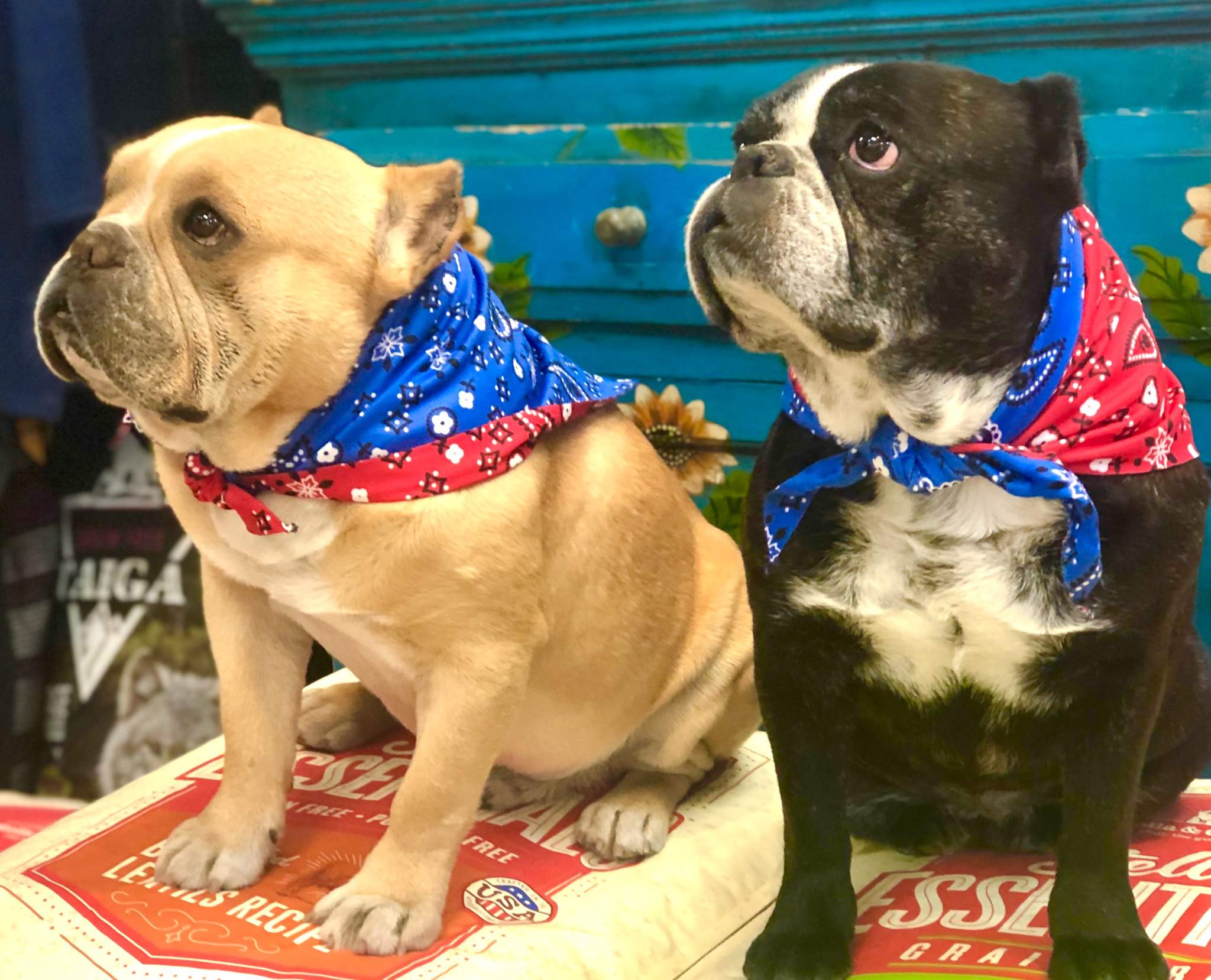 Red/Blue Bandana