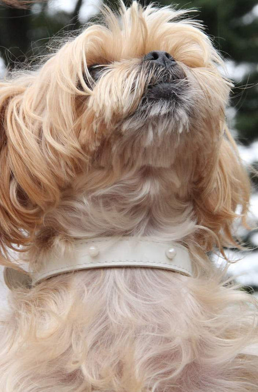 Jila Collar - Southlake Paws