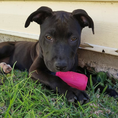 Load image into Gallery viewer, Puppy Can Toy Durable Rubber Chew Toy & Treat Dispenser For Teething Pups
