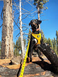 Load image into Gallery viewer, EcoBark Yellow Dog Leash- Padded Comfort Grip Padded Leash Dog Pattern - 4ft, 5ft, and 6ft Leash for Small and Medium Dogs
