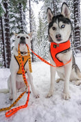 Load image into Gallery viewer, EcoBark Safety Orange Dog Leash- Padded Comfort Grip Leash with Dog Pattern - 4ft, 5ft, and 6ft Leash for Small and Medium Dogs
