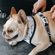 Frenchie Duo Reversible Harness - Black Marble 