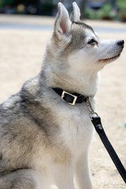 The Taylor Collar - Black Leather