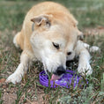 Load image into Gallery viewer, Water Frog eTray - Shallow Slow Feeder Dog Bowl for Enrichment | USA Made
