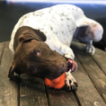Load image into Gallery viewer, Crazy Bounce Ultra Durable Rubber Chew & Retrieving Toy
