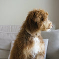 Load image into Gallery viewer, 'Sand' - Velvet Dog Collar
