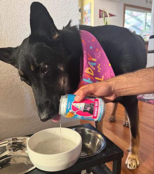 Barkday Hydration Bundle for Dogs lifestyle image for dog hydration