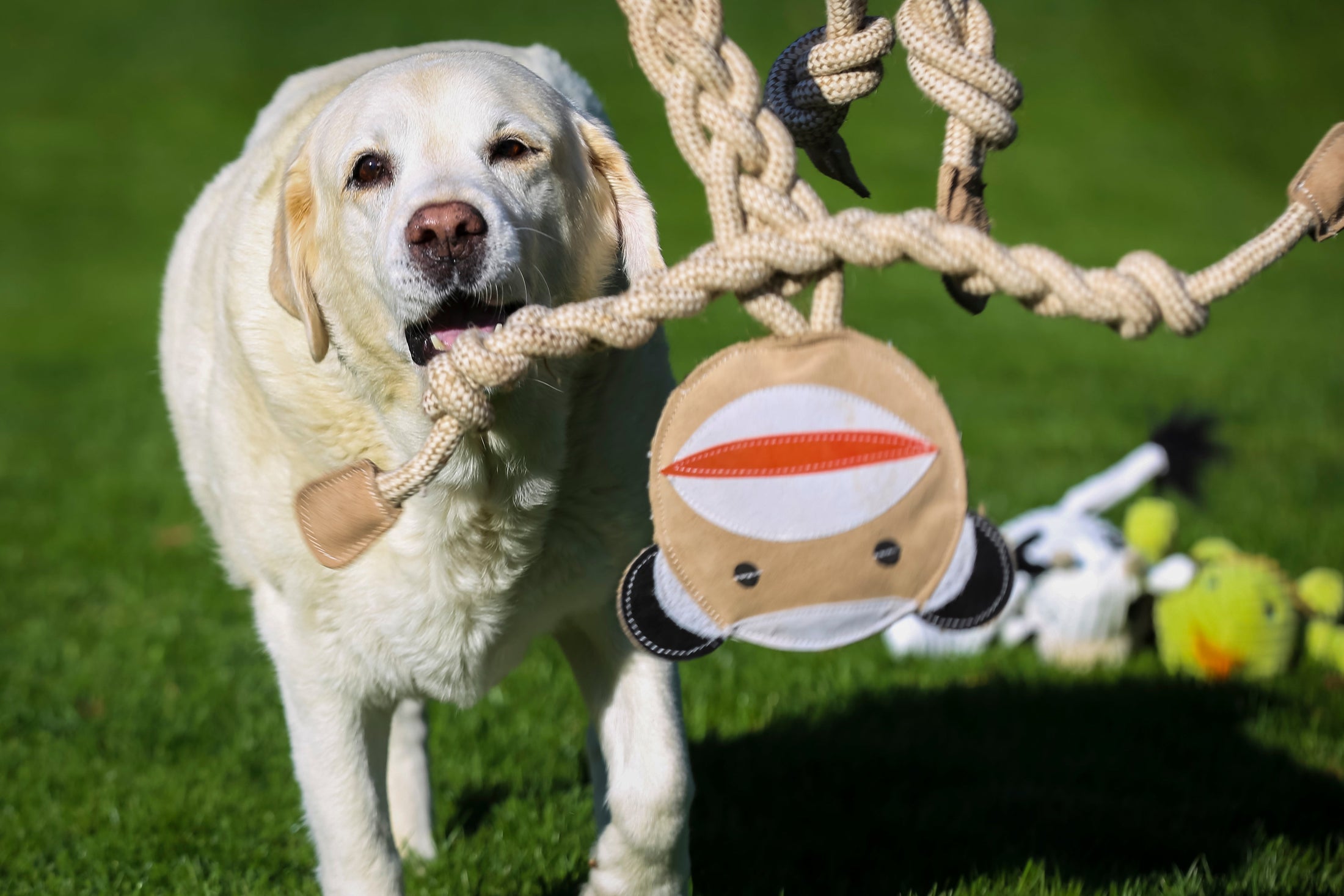 Stuey Sock Monkey Natural Rope Knottie® Dog Toy, Large (9mm rope diameter) - image 3