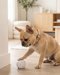 Load image into Gallery viewer, White Chewy Vuiton Trunk - Activity House

