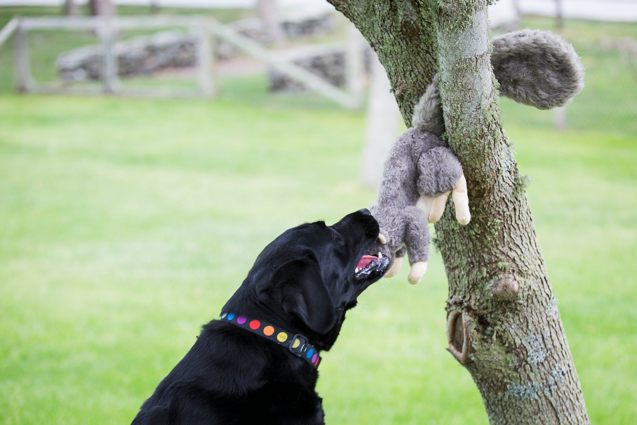 Feller Squirrel Plush Dog Toy - image 9