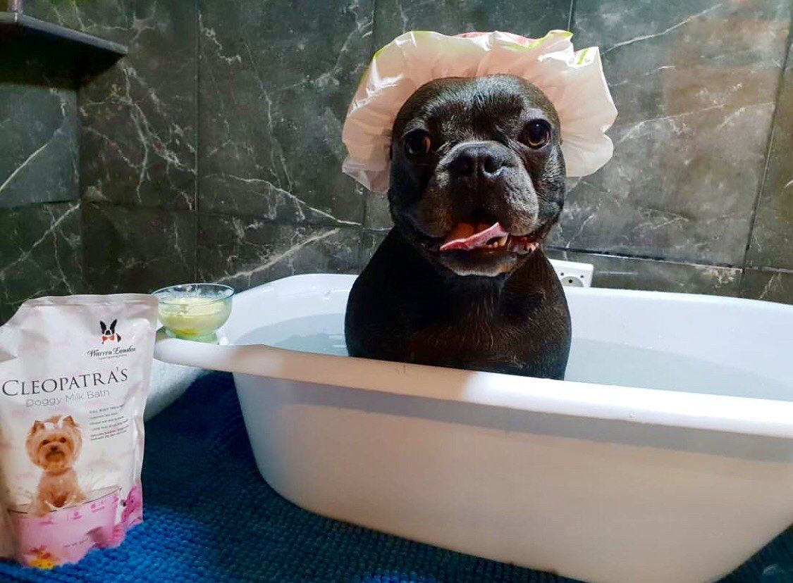 Cleopatra's Doggy Milk Bath - Southlake Paws