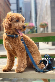 Susan Leash - Cobalt