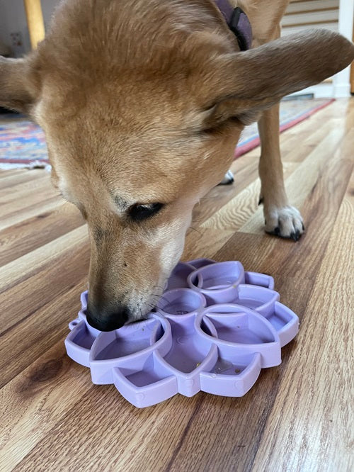 Mandala Softie eTray Shallow Slow Feeder Dog Bowl with Suction Cups | USA Made