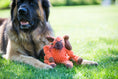 Load image into Gallery viewer, Morris Moose Knottie® Plush Dog Toy - image 6
