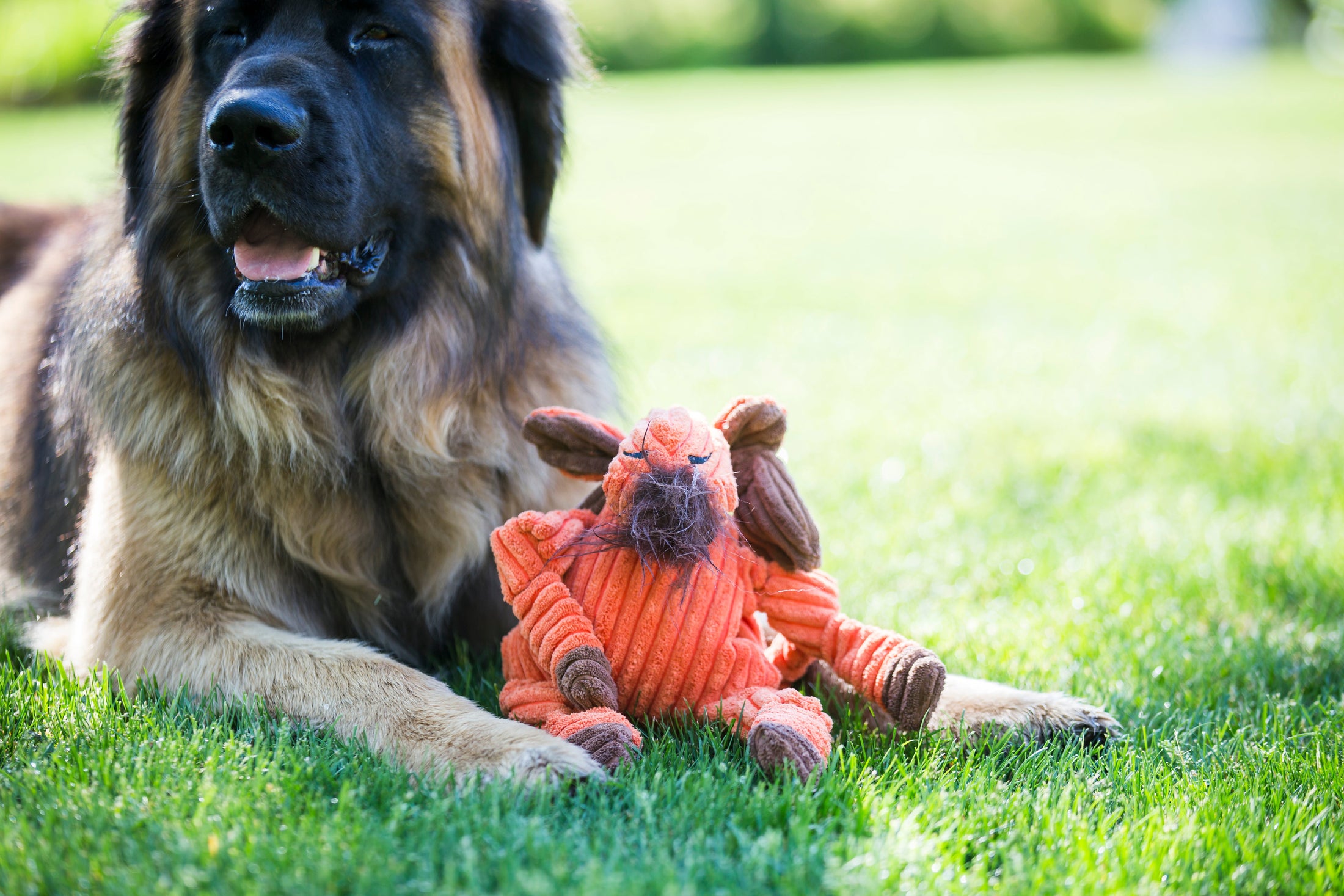Morris Moose Knottie® Plush Dog Toy - image 6