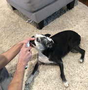 Doggy Dental Spray & Water Additive