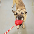 Load image into Gallery viewer, USA-K9 Grenade Shaped Durable Rubber Chew Toy, Treat Dispenser, Reward Toy, Tug Toy, and Retrieving Toy
