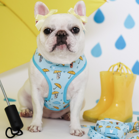 Frenchie Duo Reversible Harness - It's Raining Frenchies
