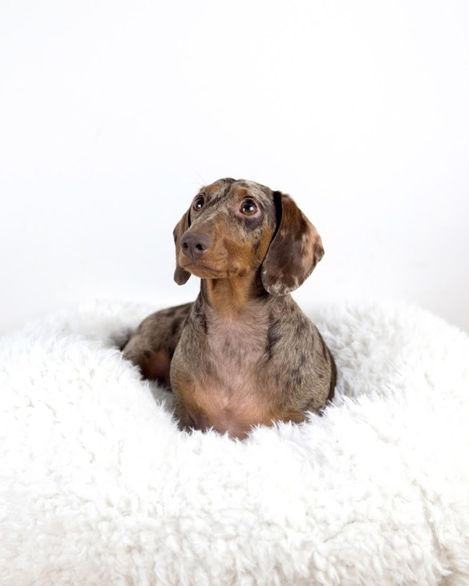 POD DOG BED - Southlake Paws