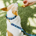 Load image into Gallery viewer, Ice Cream Dog Collar
