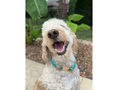 Load image into Gallery viewer, Infinity Braid in Teal & Light Tan - Handmade Dog Collar - Southlake Paws
